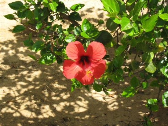 FLEUR