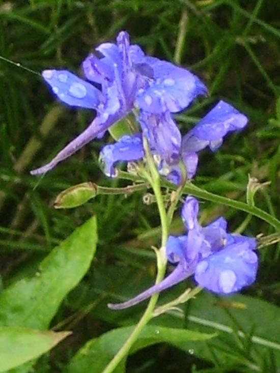 FLEUR